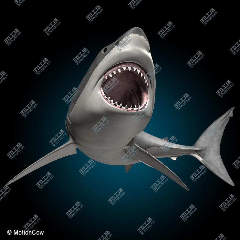 images/goods_img/20210114/Great White Shark/5.jpg